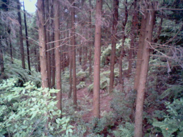 �D���ԷNֲ��ɼľ�ֵ� �c���ɷŴ�