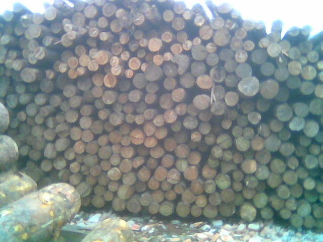 �D����Ȼ��ɼľ �c���ɷŴ�