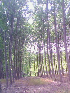 �D���a(ch��n)Ʒչʾ�� �c���ɷŴ�