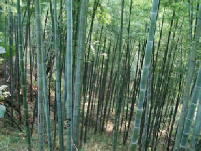 �D���������� �c���ɷŴ�