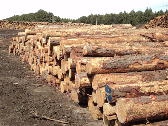 �D��ݗ���� �c(di��n)���ɷŴ�