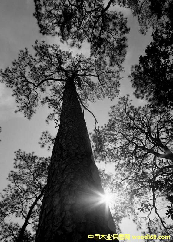 �D����˾ �c���ɷŴ�