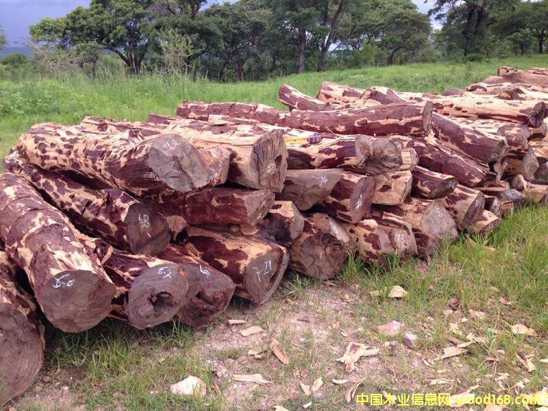 �D��ٝ�ȁ�Ѫ̴ �c���ɷŴ�