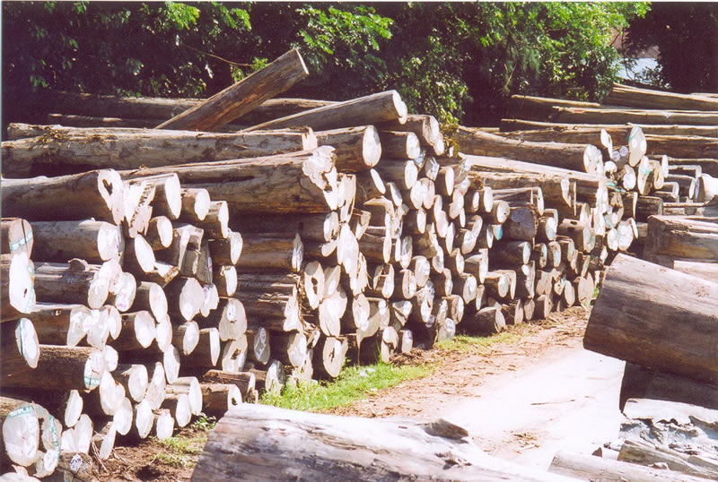 �����ϵȾ����߳���ľ��ԭľ��