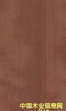 �t��ľ���N�������Ƭ���ذ壩