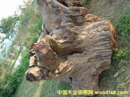 �t��֭c��Ԕ����B