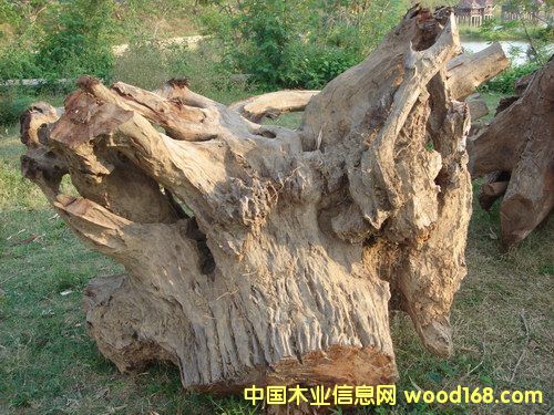 �t��֭A��Ԕ����B