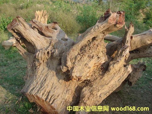 �t��֭a��Ԕ����B