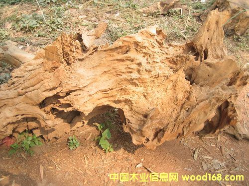 �t��֭�ĵ�Ԕ����B