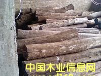 �t��֦��Ԕ����B