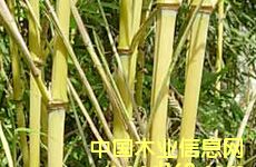 �S�U����