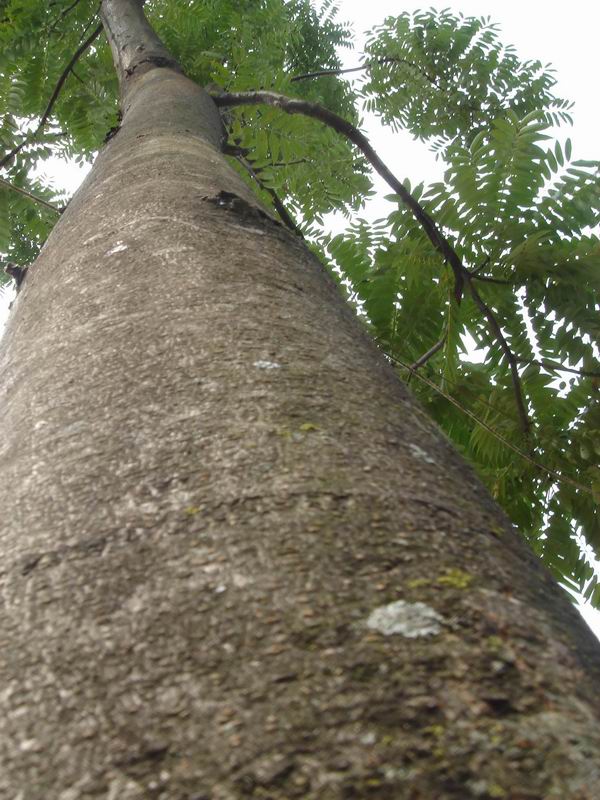 �t�����㴻��toona)�ذ����Ҏ(gu��)��ĵ�Ԕ��(x��)��B