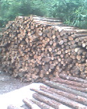 ��~ɼԭľ��Ԕ��(x��)��B