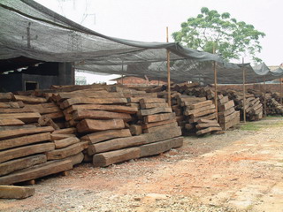 250������t��֦����ľ���t̴��