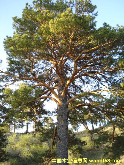 �sľ����ľ����������ľ����ľ