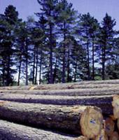 �����mݗ���ɵ�Ԕ����B