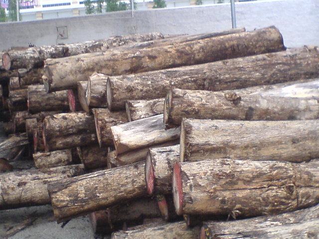 ��ľԭ�ĵ�Ԕ��(x��)��B