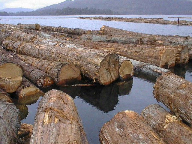 �tѩ��ԭľ��Ԕ����B