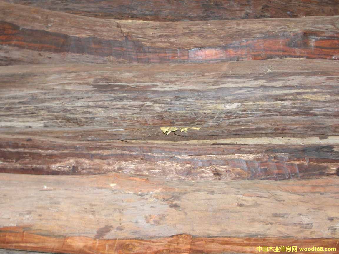 �t��֦��Ԕ����B