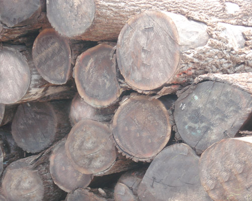 �t��ԭľ��Ԕ��(x��)��B