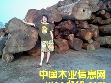 �ϓ뻨��ľ��Ԕ��(x��)��B