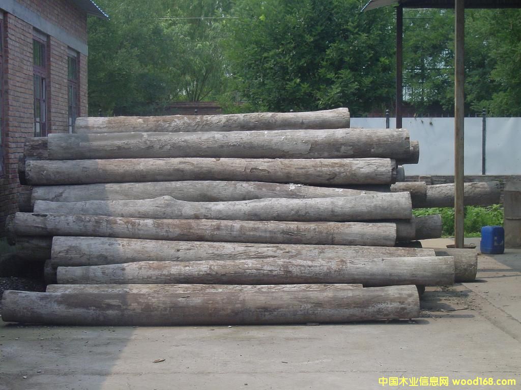 �Ĵ������tľ��JARRAH����Ԕ��(x��)��B