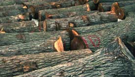 ������ľ��Ԕ����B