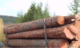 douglas��Ԕ����B