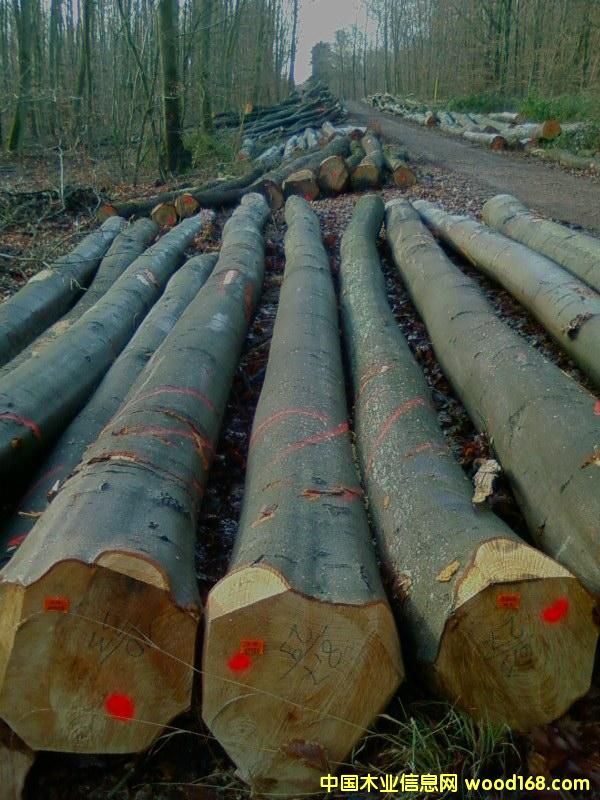 ��ľ�Aľ��Ԕ��(x��)��B