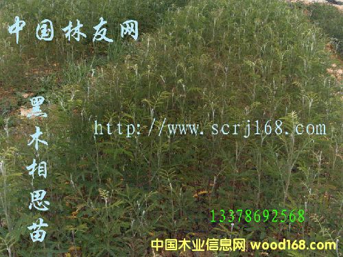 ��ľ��˼��ľ