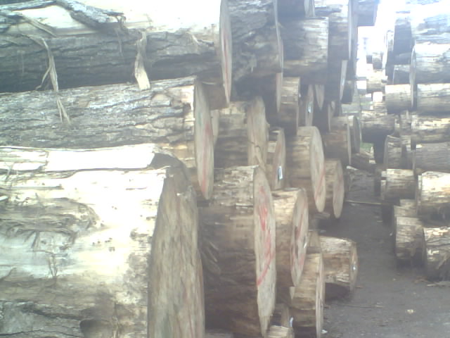 ��ľԭľ����ĵ�Ԕ����B