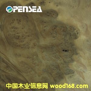 �S��������ľƤ��Ԕ��(x��)��B