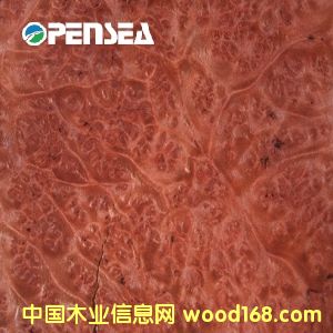 �t��������ľƤ��Ԕ��(x��)��B