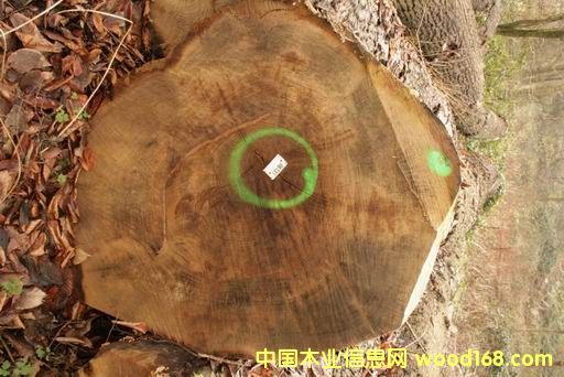 ����(gu��)����ľ��Ԕ��(x��)��B