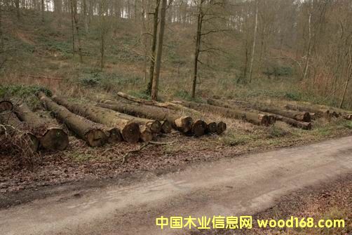 ����(gu��)����ľ��Ԕ��(x��)��B