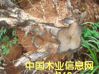 ��ľ�����Ԕ��(x��)��B