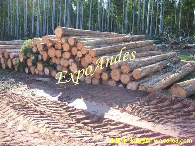 ��ľ��Ԕ��(x��)��B