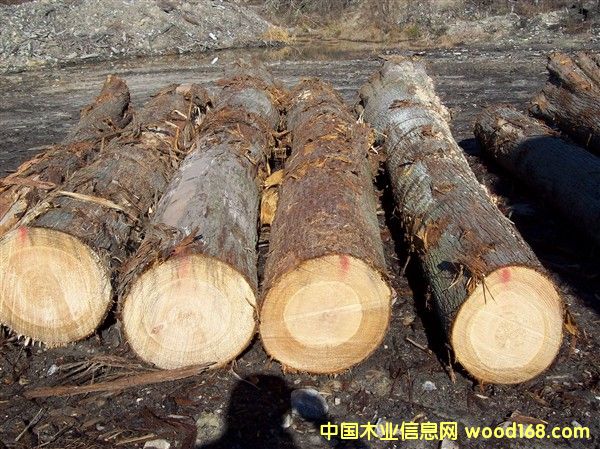 �����ؘ�