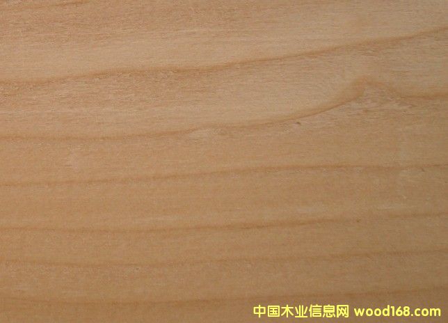 �FɼľHEMLOCK��Ԕ��(x��)��B