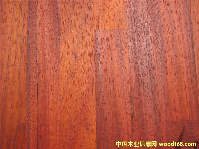 ������̴Padouk