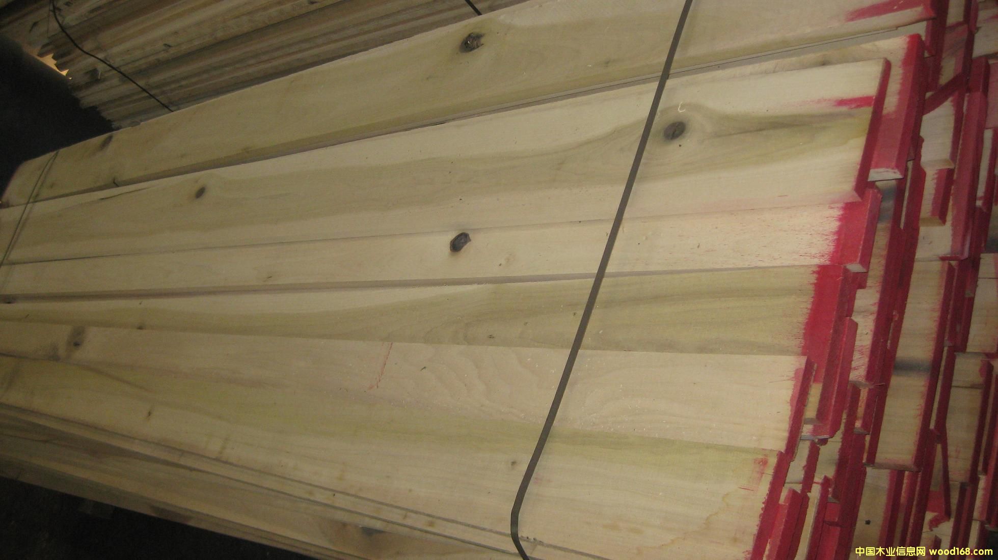 �S��ľ(POPLAR)