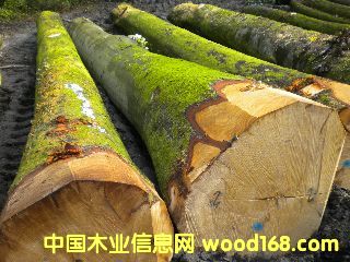 ��ľ �����ĵ�Ԕ����B