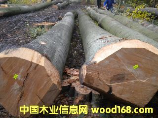 ��ľ �����r�ĵ�Ԕ����B