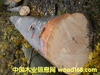 ��ľ �����ĵ�Ԕ����B