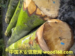 ��ľ �����ĵ�Ԕ����B