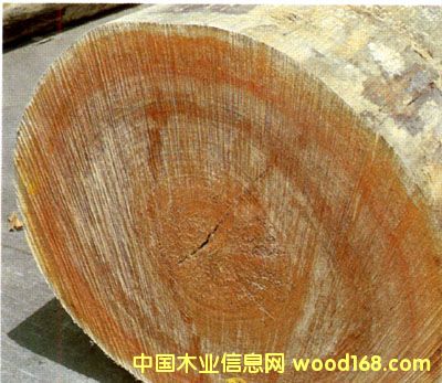 �y��ľ����ľ��Ԕ��(x��)��B