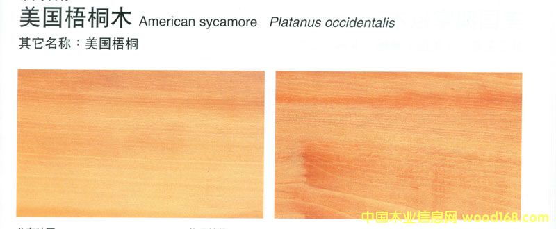 ����(gu��)��ͩSycamore2��Ԕ��(x��)��B