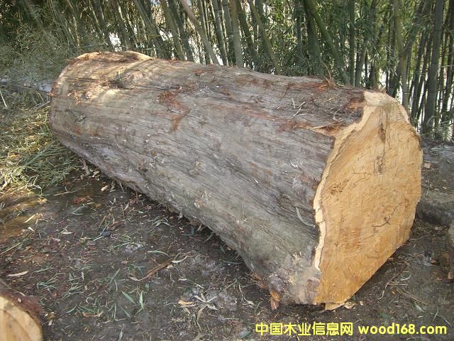 ��ľԭľ��Ԕ��(x��)��B