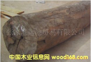 ����(y��ng)��ľ ��̴ Diospyros��Ԕ��(x��)��B