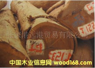 ����(y��ng)˹�D��ľ�� �S�u��ԭľ ���panga-panga��Ԕ��(x��)��B